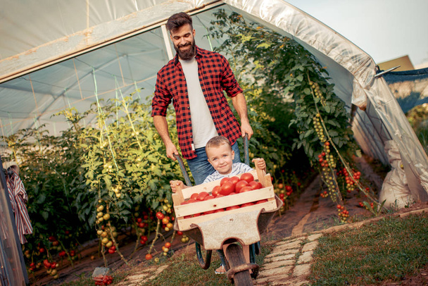 Heureux père et fils jouant avec brouette et récolte de tomates devant la serre
. - Photo, image