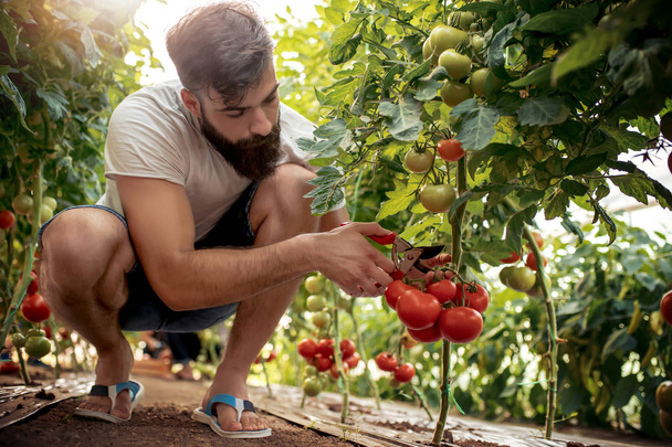 Landwirt erntet Tomaten im Gewächshaus bei Tageslicht - Foto, Bild