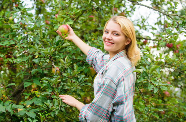 Girl gather apples harvest garden autumn day. Farmer lady picking ripe fruit from tree. Harvesting concept. Woman hold ripe apple tree background. Farm producing organic eco friendly natural product - Foto, immagini