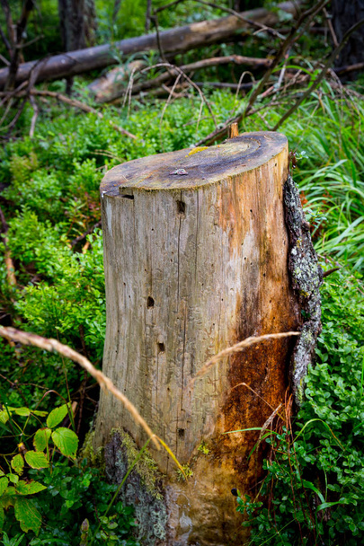Abstract old  wooden stump in green grass - Foto, imagen
