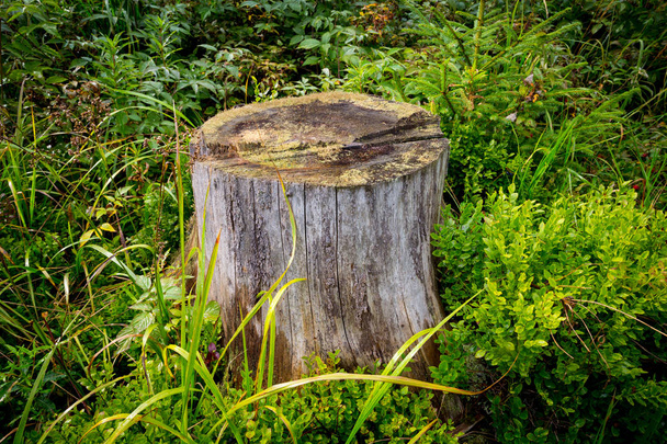 Старый деревянный пень среди зеленой травы - Фото, изображение