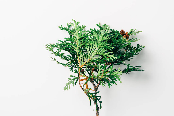 top view of green pine tree branch on white background - Fotoğraf, Görsel