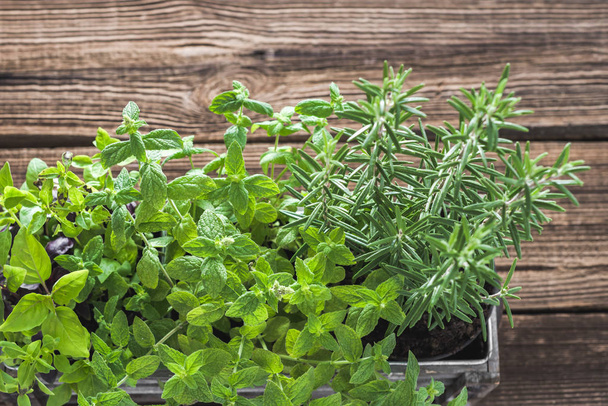 Green garden herbs, fresh rosemary, mint and basil in the box on wooden table - Φωτογραφία, εικόνα