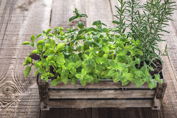 Green herbs, fresh mint, rosemary and basil in wooden box - Фото, зображення