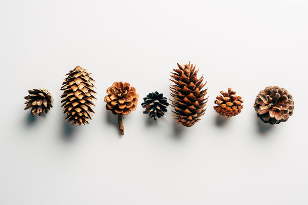 top view of pine cones arranged on white backdrop - Photo, Image