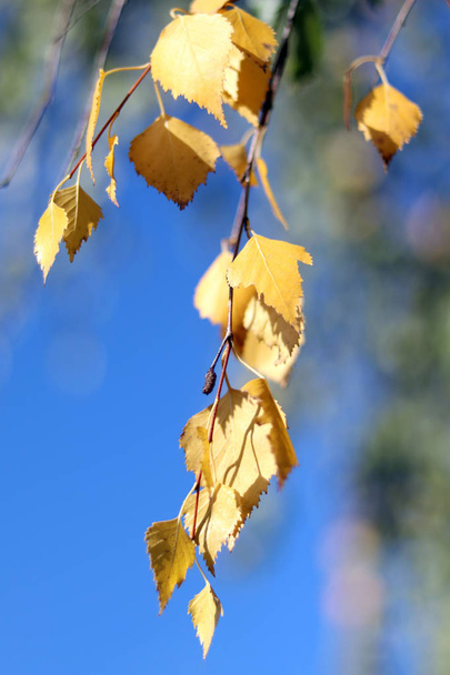 Sarı sonbahar. güneşli mavi gökyüzü huş ağacı yaprakları. - Fotoğraf, Görsel
