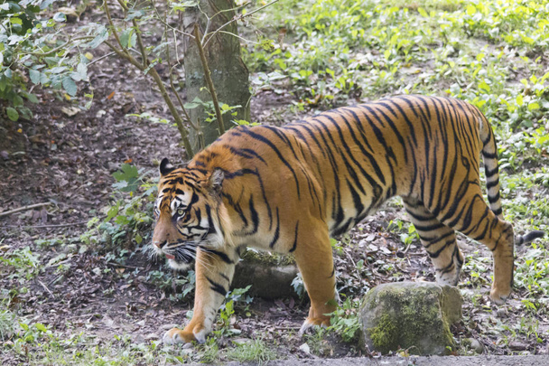 ベンガルの虎が森林で草の上を歩く  - 写真・画像
