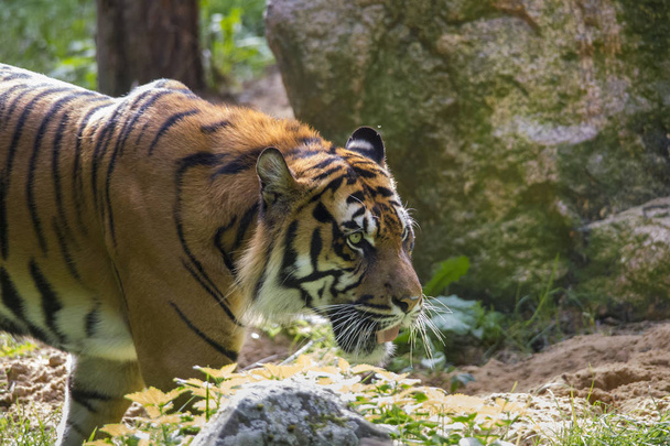 Tigre de Bengala caminando sobre hierba en el bosque
  - Foto, Imagen
