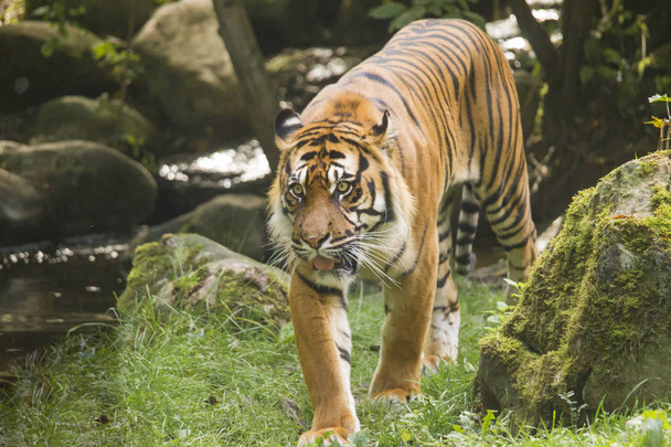 Bengal tiikeri kävely ruoho metsässä
  - Valokuva, kuva