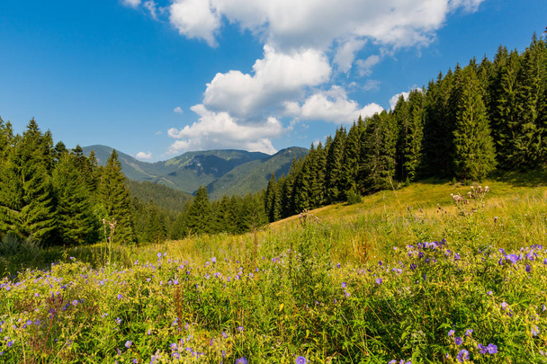 Ωραίο τοπίο με τα λιβάδια του βουνού λουλουδιών σε ηλιόλουστη μέρα - Φωτογραφία, εικόνα