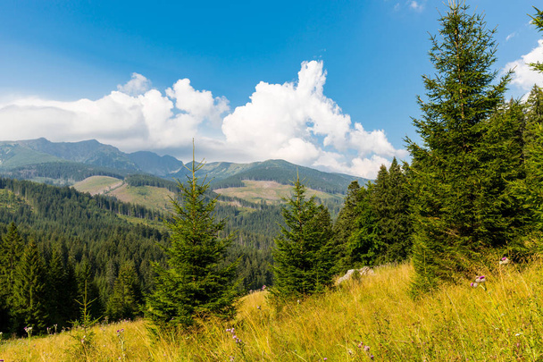 Горный пейзаж с соснами на лугу, низкие Татры в Словакии
 - Фото, изображение