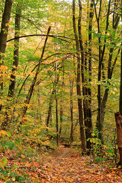 Podzimní lesní stezka pokryta spadaného listí - Fotografie, Obrázek