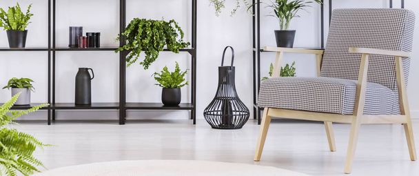 Panorama of wooden armchair in white living room interior with plants on shelves. Real photo - Fotoğraf, Görsel