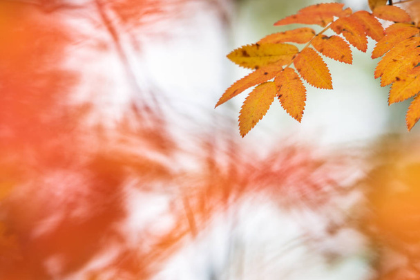 Rowan puu (Sorbus aucuparia) lehdet syksyllä värit
. - Valokuva, kuva