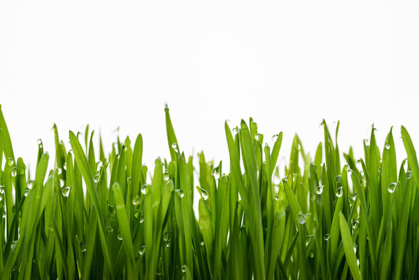 background of green grass and dew  - Foto, imagen