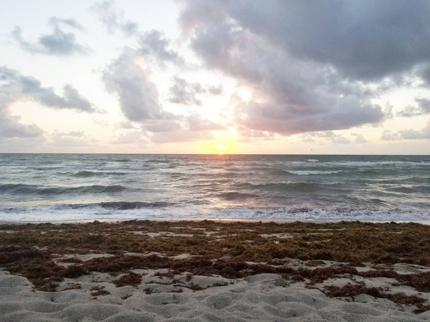 Hallandale Beach Florida sandy beach during sunrise. Algae on beach  - Photo, Image