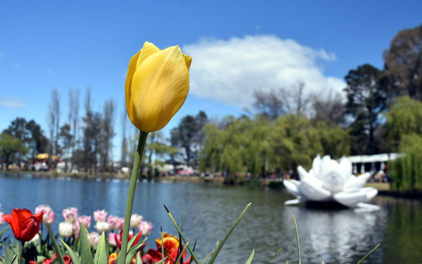 Gele tulp bloem tegen blauwe hemel. Grote kunststof witte waterlelie op de achtergrond op Lake Burley Griffin in Commonwealth Park. Floriade is Australië de grootste viering van de lente in Canberra. - Foto, afbeelding