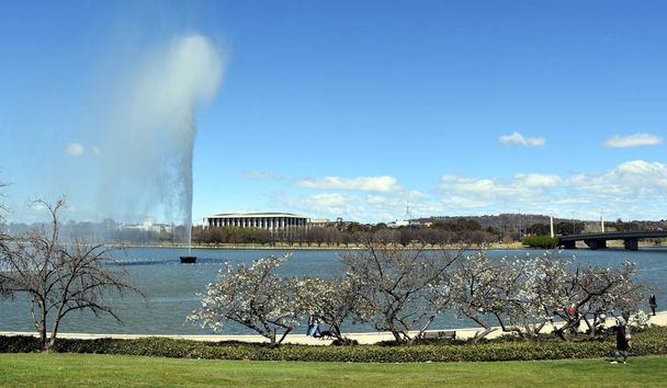 Δέντρου κερασιών ανθίζουν άνοιξη χρόνο κατά μήκος της διάδρομος της λίμνης Burley Griffin. Θέα από το Captain Cook Memorial Jet νερού, την εθνική βιβλιοθήκη της Αυστραλίας και το Κοινοβούλιο από το πάρκο της Κοινοπολιτείας. - Φωτογραφία, εικόνα