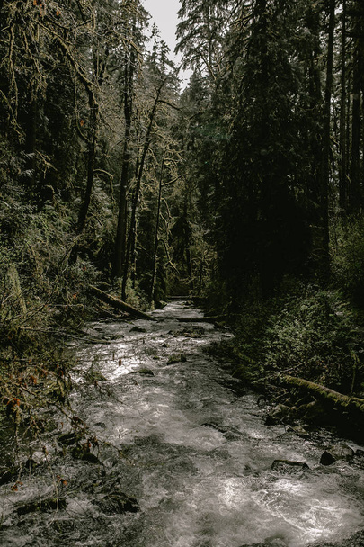 Hegyi folyó folyik át a zöld erdőn - Fotó, kép