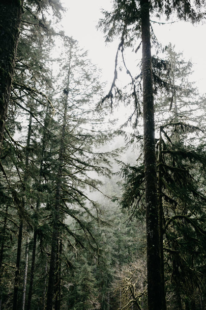 Yeşil yoğun orman ve ağaç arka planda sihirli haze yosun ile - Fotoğraf, Görsel