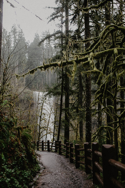 Zöld sűrű erdők és a fák magic ködben hátteret a moha - Fotó, kép