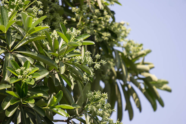 Πράσινο λουλούδι του μαυροπίνακα δέντρο ή δέντρο του διαβόλου - Φωτογραφία, εικόνα
