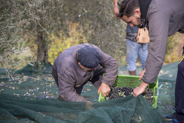 Włochy. Rolników w pracy przy zbiorach oliwek na wsi - Zdjęcie, obraz