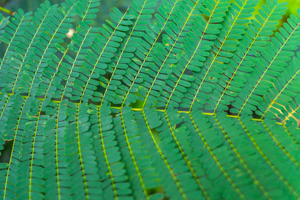 Close up fern background - Photo, Image
