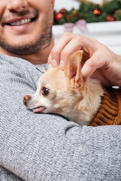 plan recadré de chihuahua chien mignon sur les mains de l'homme souriant
 - Photo, image