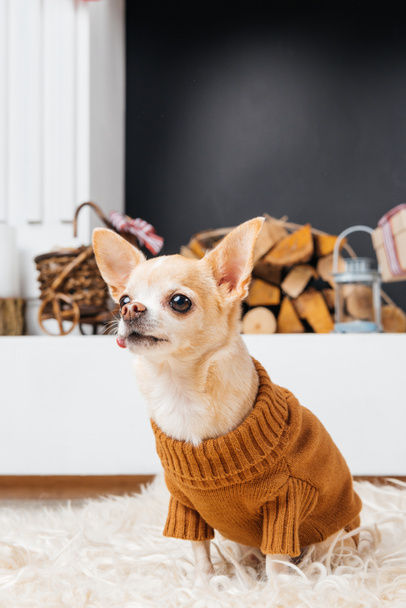 close up view of chihuahua dog in sweater with fireplace behind - Foto, immagini