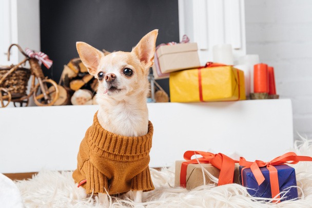 adorable chihuahua dog in sweater sitting on floor with christmas presents near by - Foto, immagini
