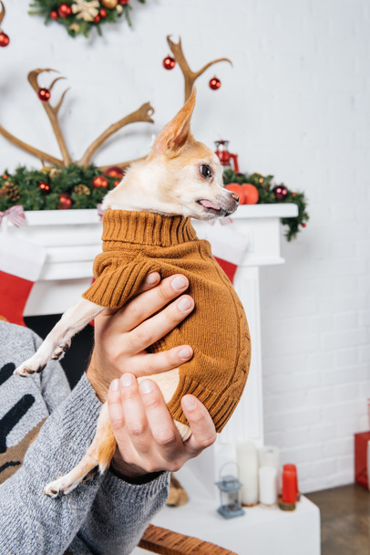 tiro cortado de homem segurando pouco cão chihuahua em camisola marrom no quarto decorado para celebração de Natal
 - Foto, Imagem