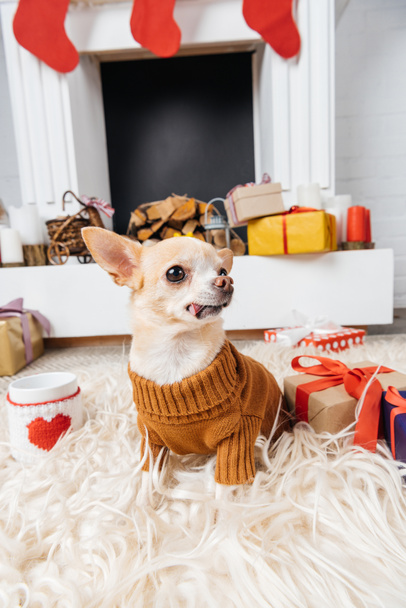 close up view of cute chihuahua dog in sweater with christmas presents and cup of hot drink near by - Fotó, kép