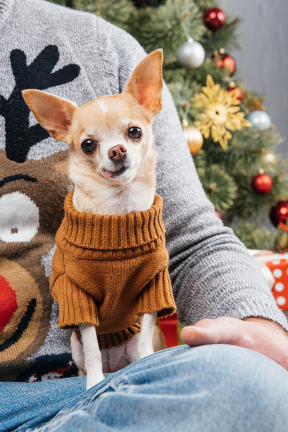 visão parcial do homem em suéter com veado com pouco cão chihuahua no quarto decorado para o Natal
 - Foto, Imagem