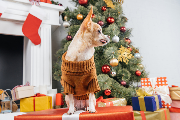 κλείνω πάνω θέα του μικρό σκυλί chihuahua στο πουλόβερ στο Χριστουγεννιάτικο δώρο στο σπίτι - Φωτογραφία, εικόνα