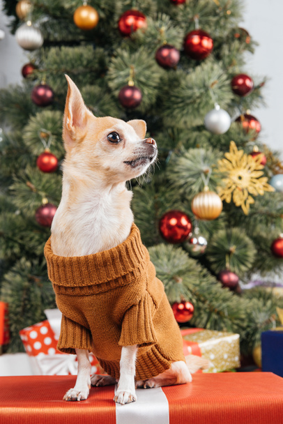 close up view of little chihuahua dog in sweater on christmas present at home - Fotografie, Obrázek
