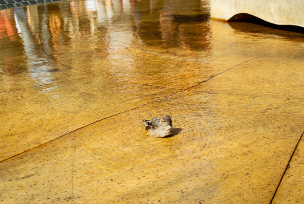 Милий маленький горобчик приймає ванну в міському фонтані
 - Фото, зображення