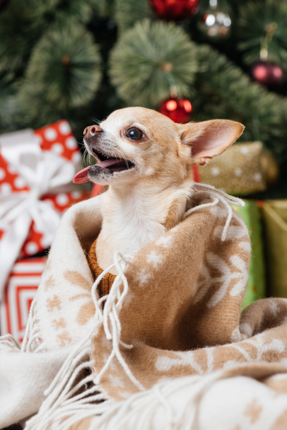 vue rapprochée de l'adorable petit chien chihuahua dans la couverture avec des cadeaux de Noël sur fond
 - Photo, image