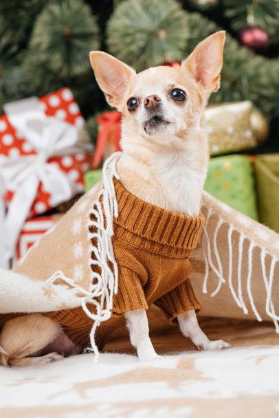 close up view of adorable little chihuahua dog in blanket with christmas presents on background - Foto, imagen