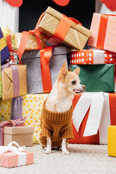 close up view of adorable chihuahua dog in sweater sitting near christmas presents on floor - Fotografie, Obrázek
