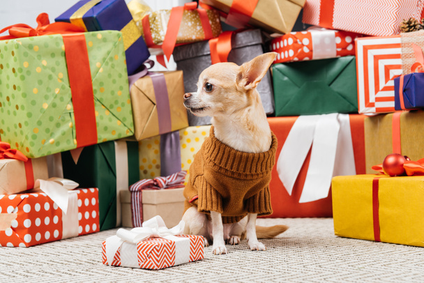 close up view of adorable chihuahua dog in sweater sitting near christmas presents on floor - Foto, afbeelding