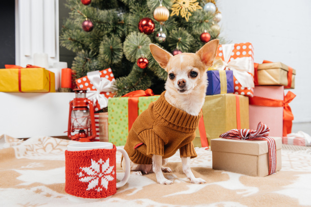 close up view of adorable chihuahua dog in sweater sitting near christmas presents and cup of hot drink on floor - Photo, image