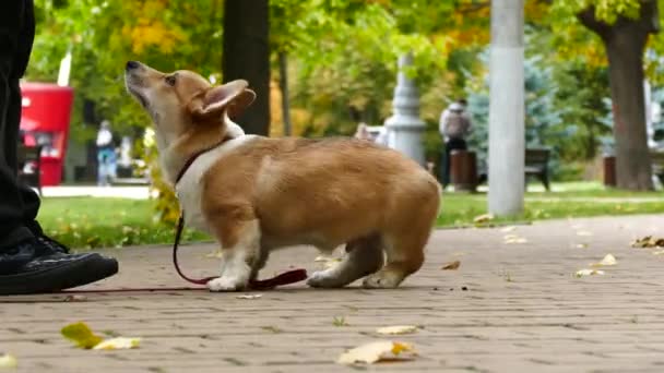 cachorro juega al aire libre - Metraje, vídeo