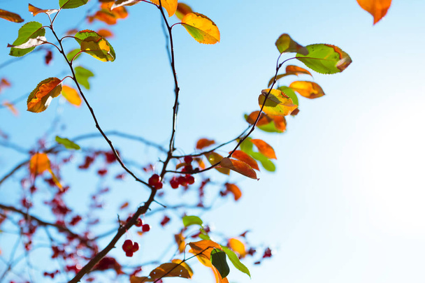 Multi colored autumn leaves over sunny blue sky  - Φωτογραφία, εικόνα