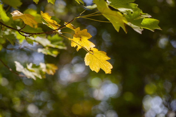 Yellow maple leaves, autumnal natural background, selective focus Fall bokeh. Close-up - Zdjęcie, obraz