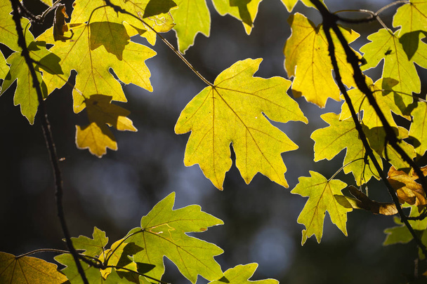 Yellow maple leaves, autumnal natural background, selective focus Fall bokeh. Close-up - Фото, изображение