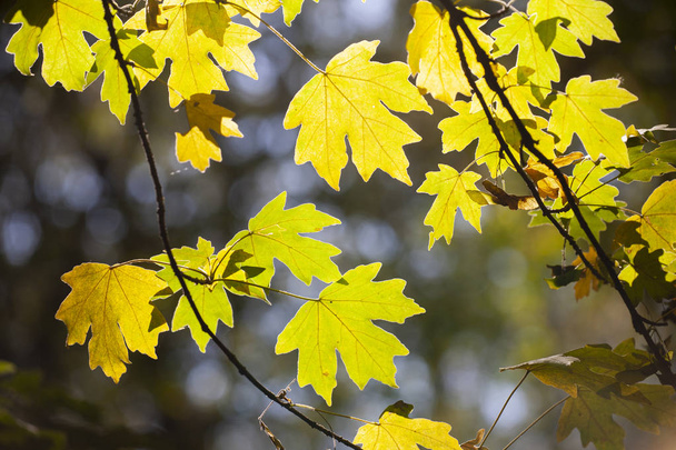 Yellow maple leaves, autumnal natural background, selective focus Fall bokeh. Close-up - 写真・画像