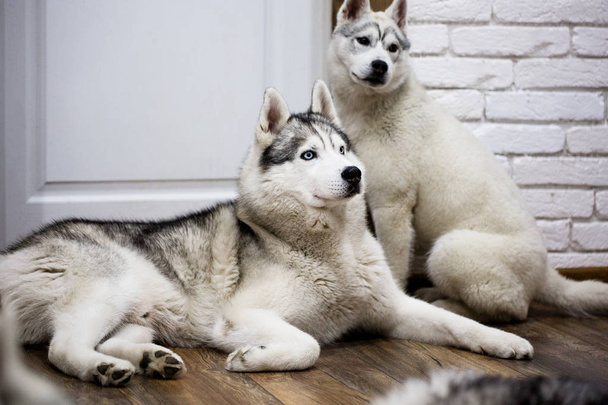 Sibiřský husky doma ležet na podlaze. životní styl se psem. - Fotografie, Obrázek