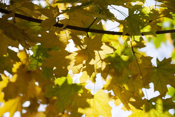 Yellow maple leaves, autumnal natural background, selective focus Fall bokeh. Close-up - Photo, Image