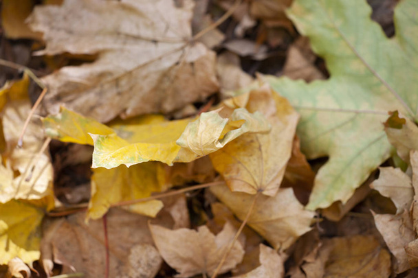 Background of colorful autumn leaves on forest floor Close-up - Foto, Imagem